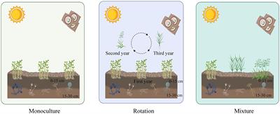 Crop diversity promotes the recovery of fungal communities in saline-alkali areas of the Western Songnen Plain